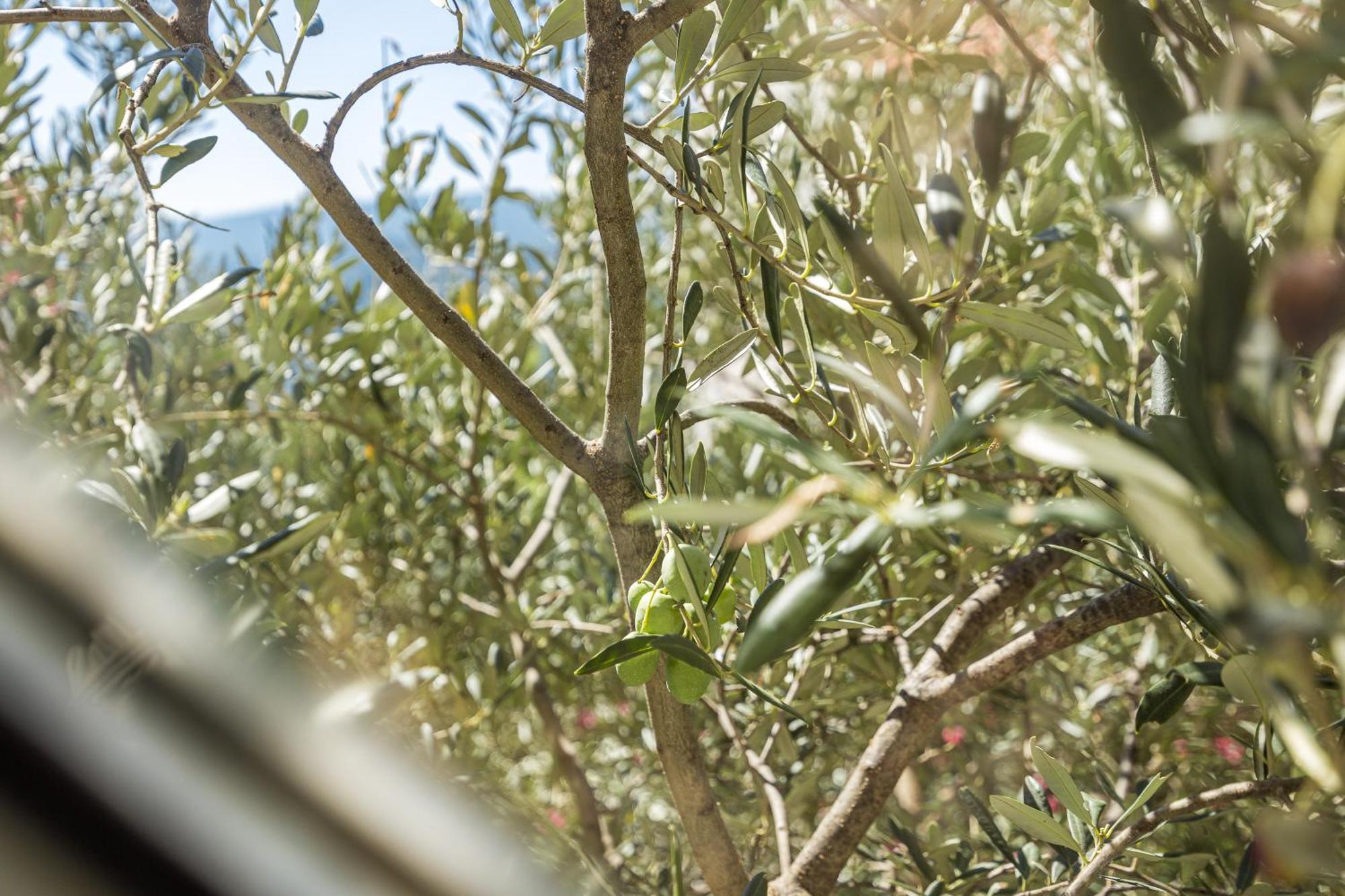 O'live Istra Apartment Rabac